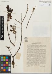 Foto von Salix glandulosa Seemen